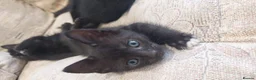 Mixed Breed cats for sale: Two Gorgeous Black Kittens Looking for Loving Home - Advert 4