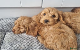Cockapoo dogs for sale: Red and apricot F1 Cockapoo puppies  - Image 18