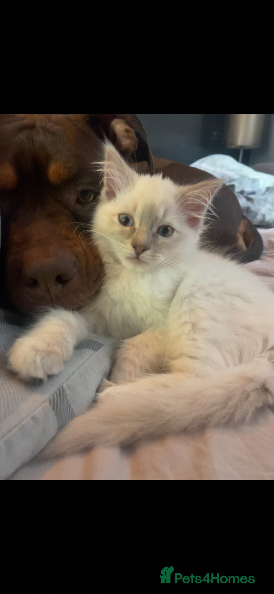 Ragdoll cats Lilac female ragdoll kitten - Advert 1