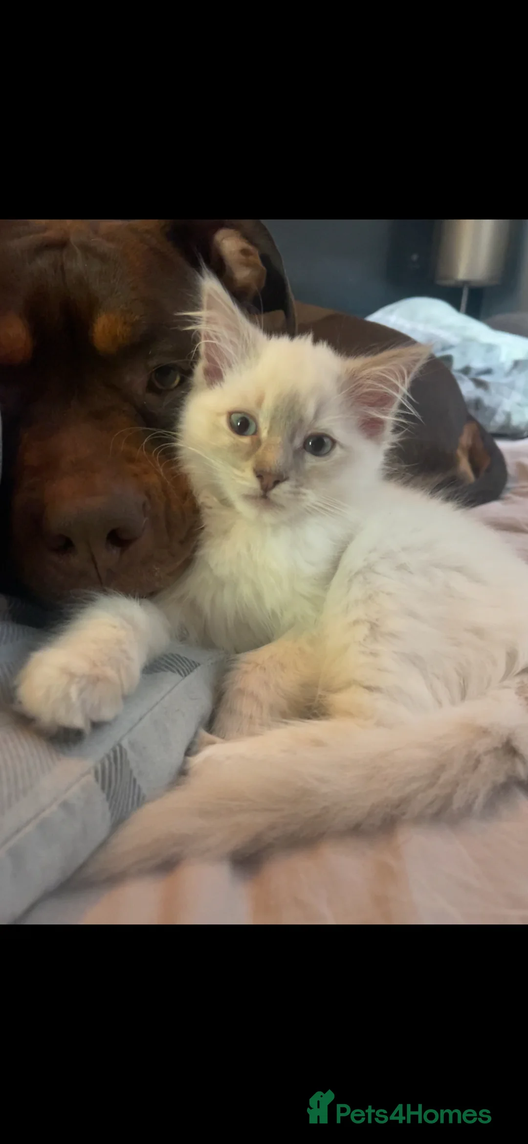 Ragdoll cats for sale: Lilac female ragdoll kitten - Advert 1
