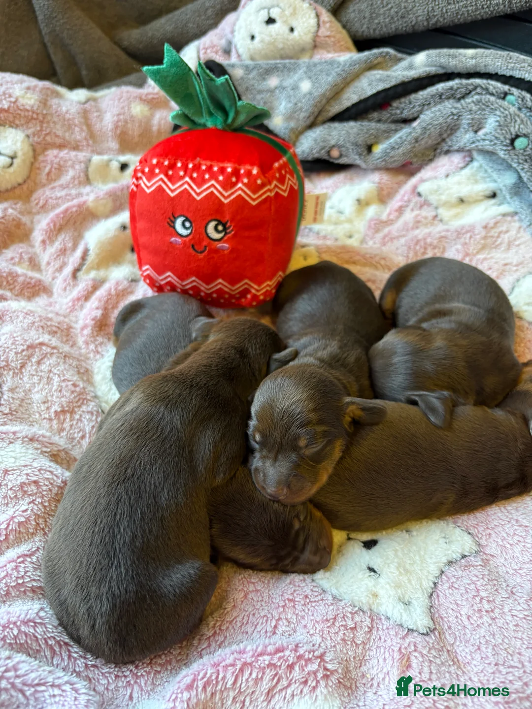 Miniature Dachshund dogs for sale: Stunning miniature dachshunds - Advert 11