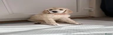 Pup 5 - Cream Girl