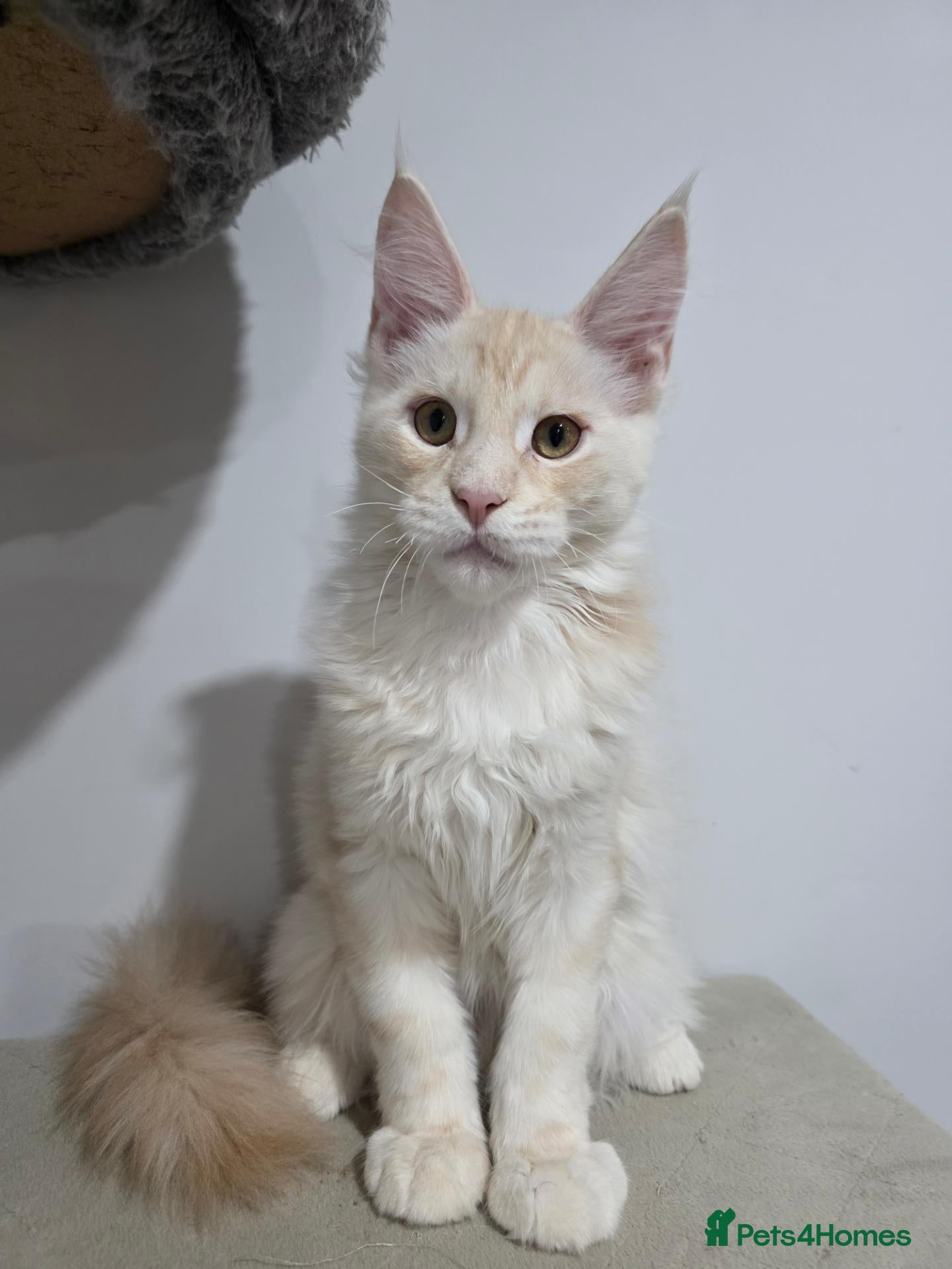Maine Coon cats TICA Maine Coon Kittens | Russian Bloodlines - Advert 1