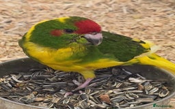 Parakeets birds for sale: Hand reared kakarikis - Image 4