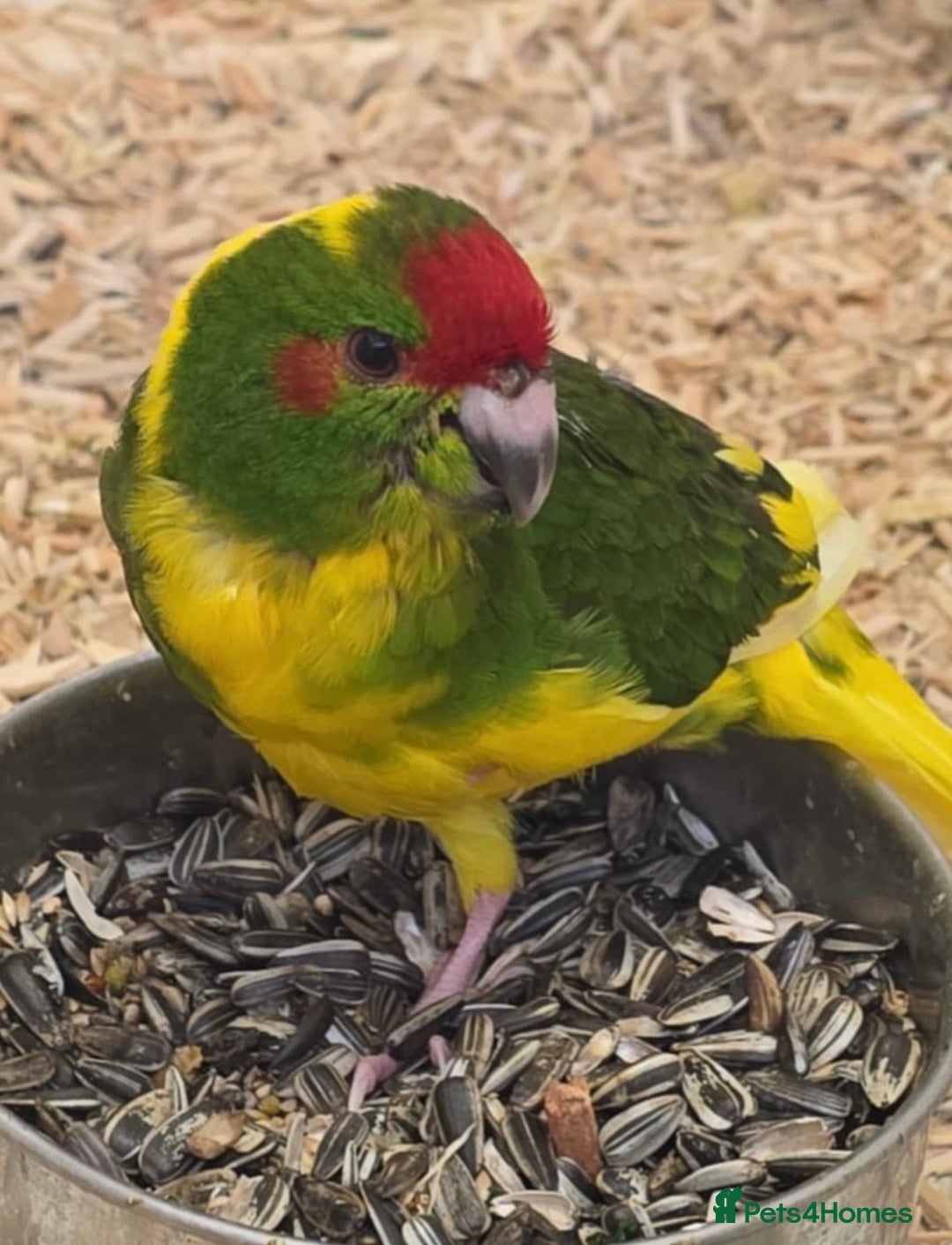 Parakeets birds for sale: Hand reared kakarikis - Image 4