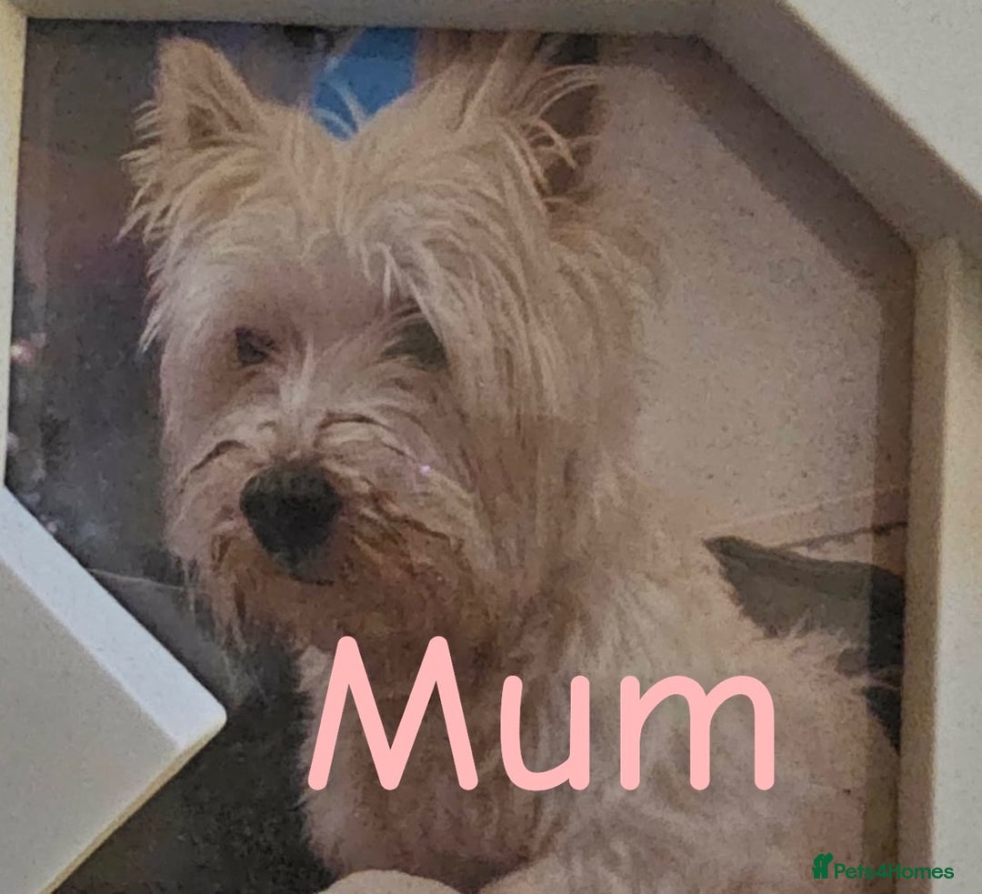 West Highland Terrier dogs for stud: Westie for stud  - Advert 7
