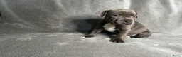 Staffordshire Bull Terrier dogs for sale: Billionaire bills pups  - Advert 14