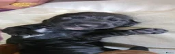 Mixed Breed dogs for sale: Dachshund cross spaniel puppies  - Advert 9