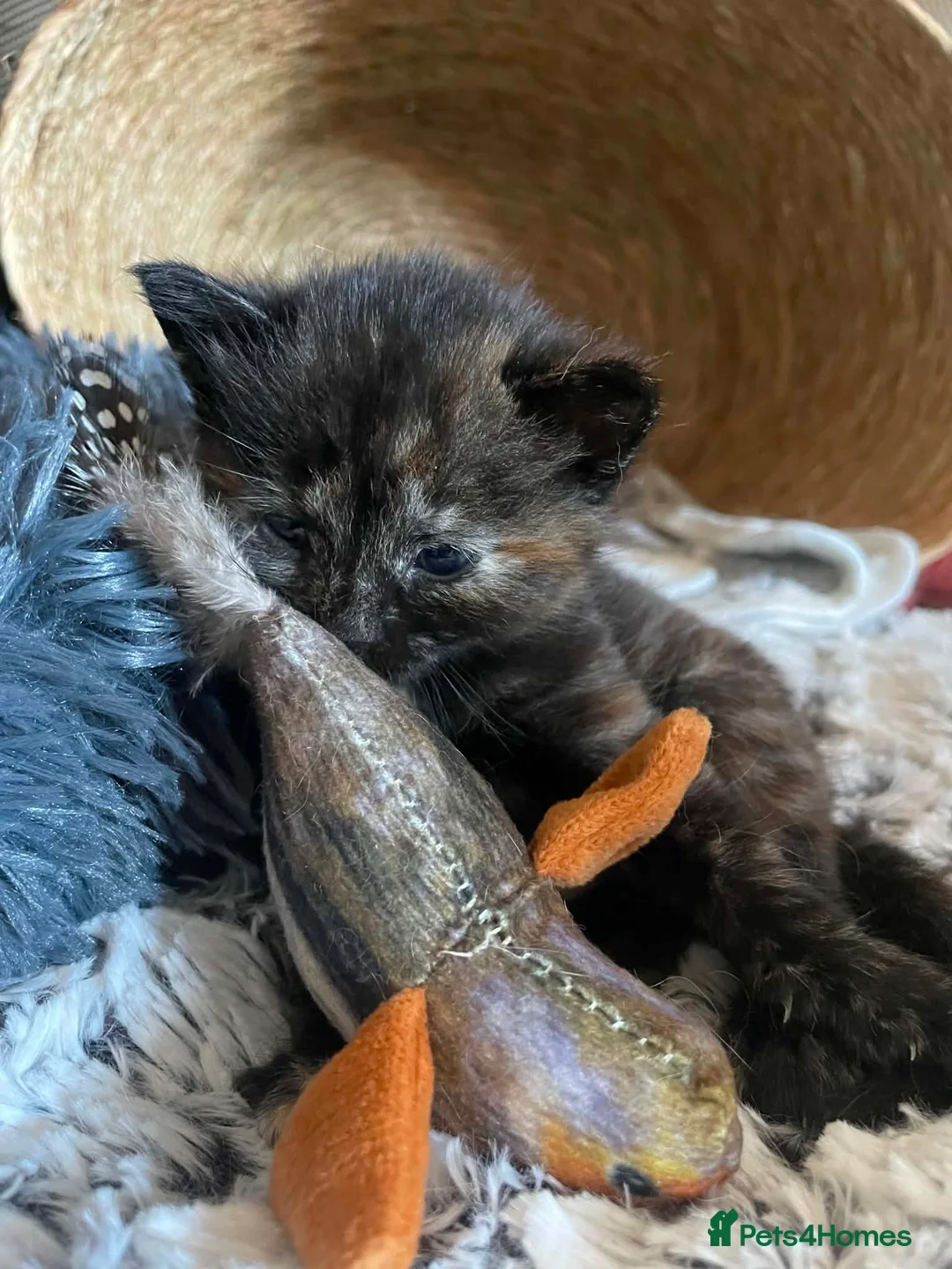 Mixed Breed cats for sale: Poppy is her name only one left  - Advert 7