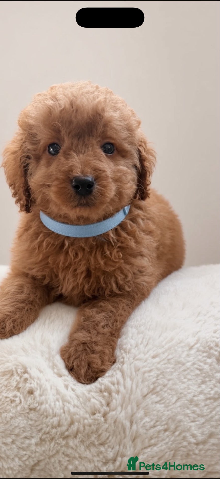 Poodle dogs for sale: Toy poodle x Asian poodle only 1 little boy left  - Advert 2