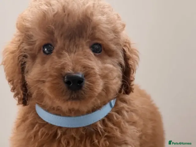 Poodle dogs for sale: Toy poodle x Asian poodle only 1 little boy left - Advert 2
