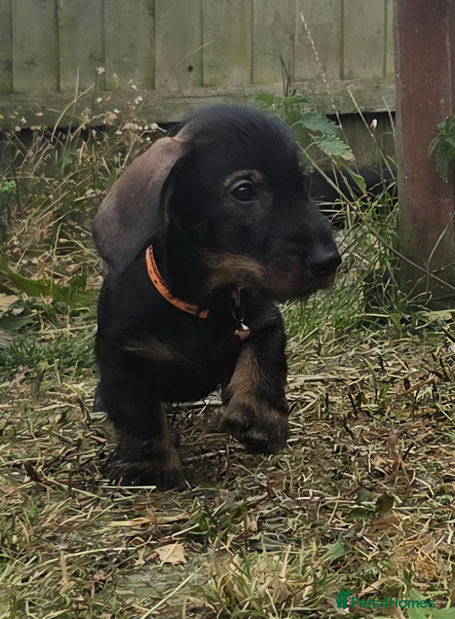 Dachshund dogs 3 boys left standard wire dachshunds  - Advert 6