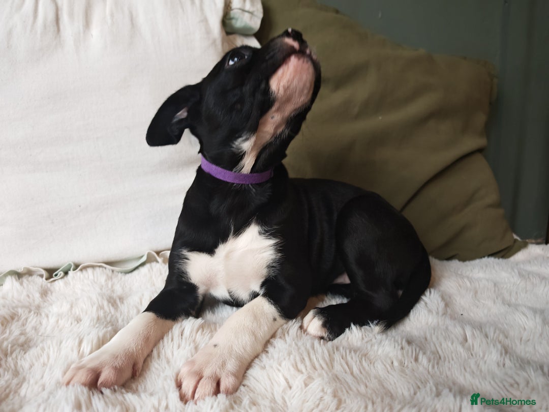 Mixed Breed dogs for sale: Olde English Bulldogge/Staffy Collie - Advert 26