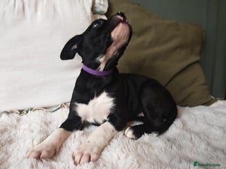 Mixed Breed dogs Olde English Bulldogge/Staffy Collie - Advert 1