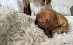 Cavalier King Charles Spaniel dogs for sale: Cavalier King Charles  - Image 4