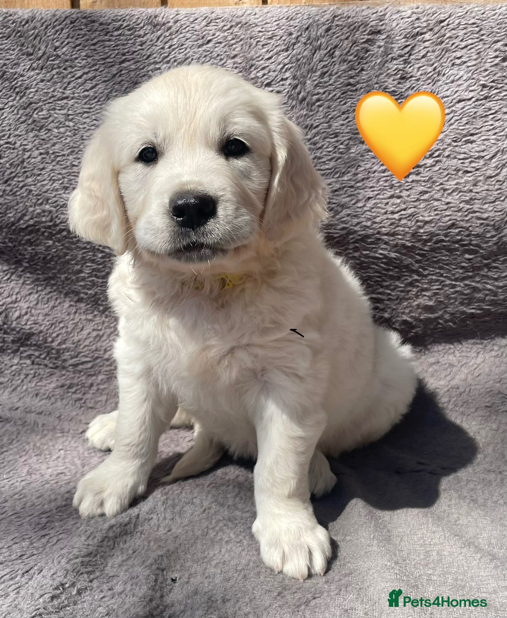 Golden Retriever dogs KC Registered Golden Retrievers - Advert 1