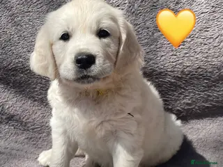 Golden Retriever dogs KC Registered Golden Retrievers - Advert 1