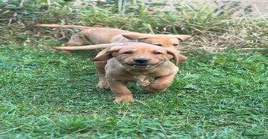 Labrador Retriever dogs - Advert 8