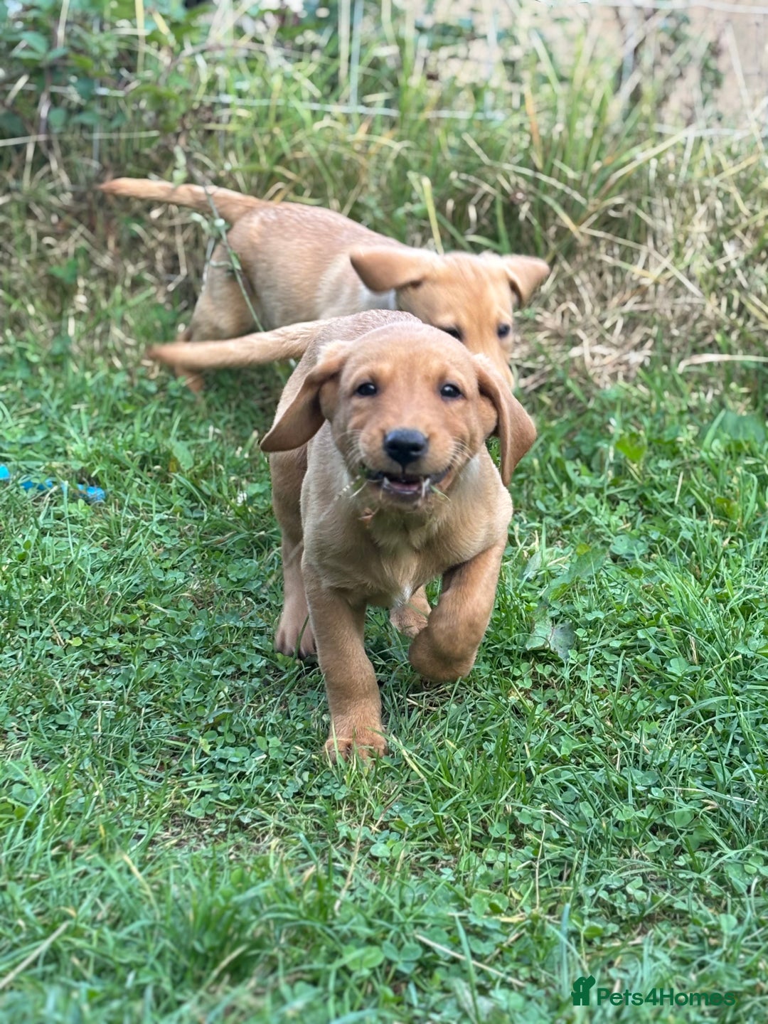 Labrador Retriever dogs for sale: 3 Beautiful Fox Red Labrador puppies - Image 3