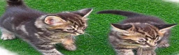 Bengal cats for sale: Bengal X Maine Coon Kittens - Advert 18