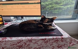 British Shorthair cats for sale: Cat for adoption  - Image 1