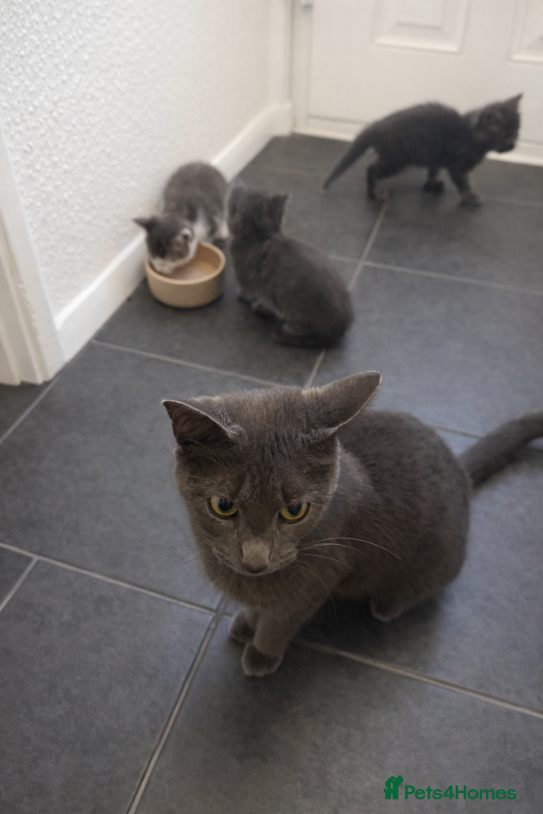 Mixed Breed cats for sale: 3 beautiful kittens for sale - Advert 1