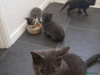 Mixed Breed cats 3 beautiful kittens for sale - Advert 1