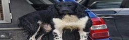 English Springer Spaniel dogs for stud: Heavily marked B&W FULLY HEALTH TESTED ESS in Leyburn - Advert 15