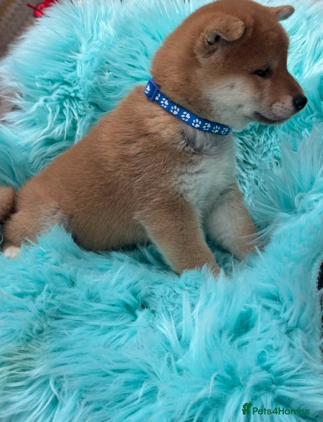 Japanese Shiba Inu dogs for sale: Kc registered Shiba Inu puppies  - Advert 12