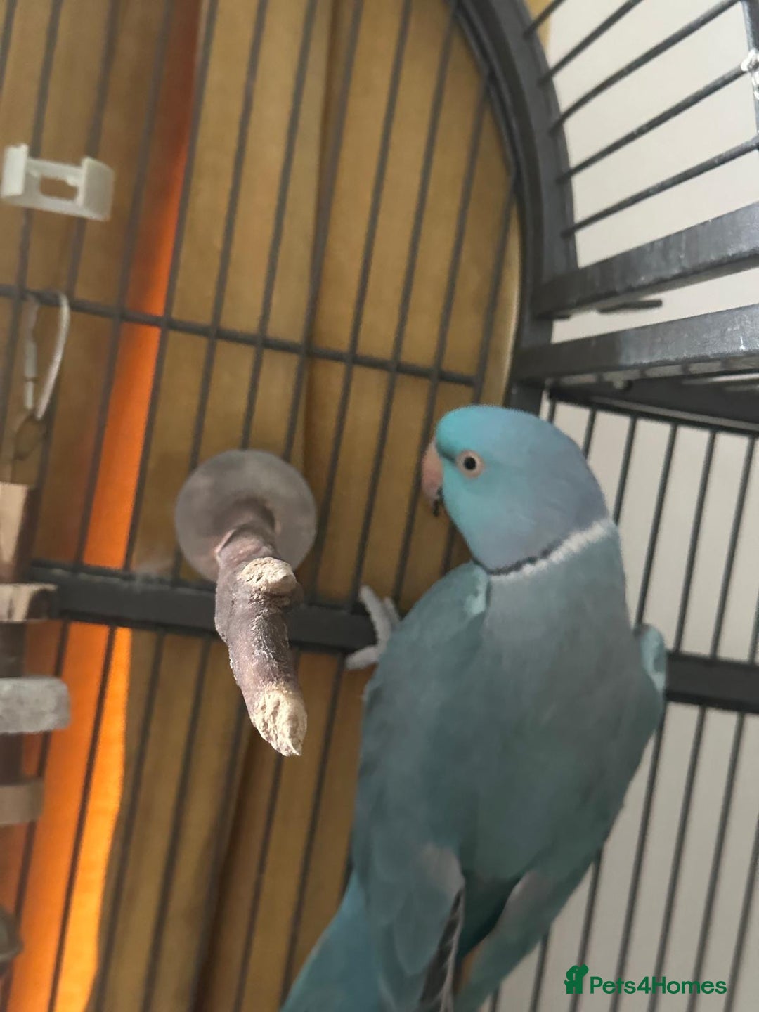 Parakeets birds for sale: Male Indian ringneck  - Image 3