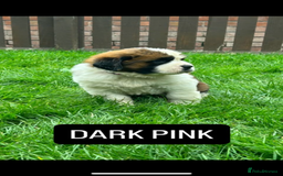 Saint Bernard dogs for sale: Stunning kc Saint Bernard puppies  - Image 13