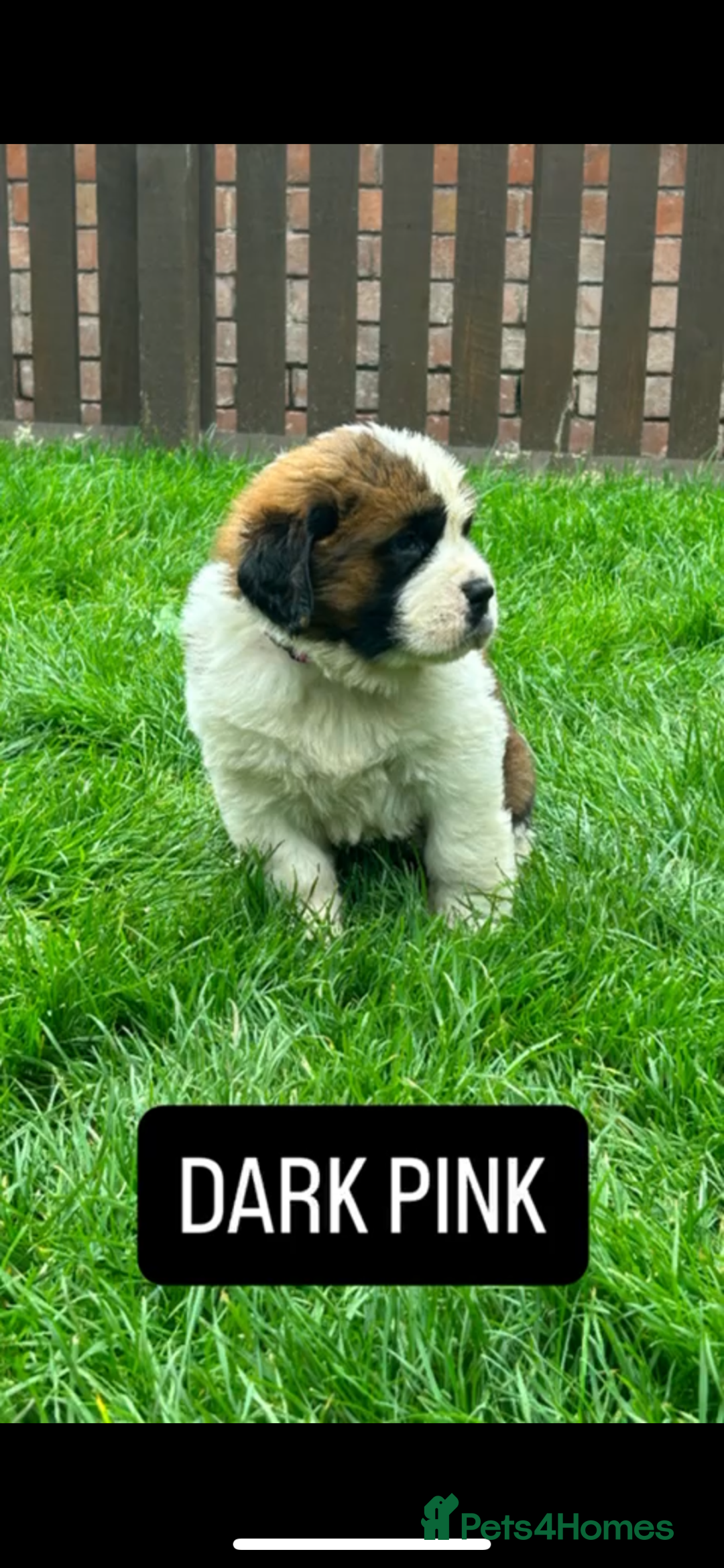 Saint Bernard dogs for sale: Stunning kc Saint Bernard puppies  - Image 13