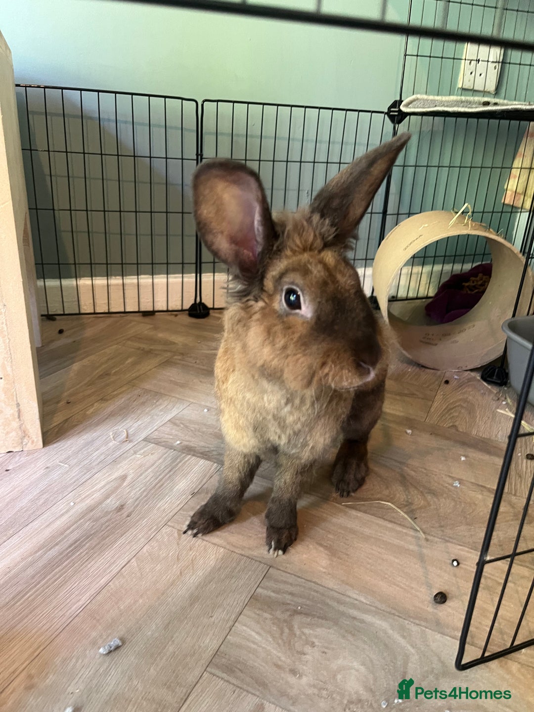 Mixed Breed rabbits for sale: 3Yr old Male & Female Rabbits - Advert 5
