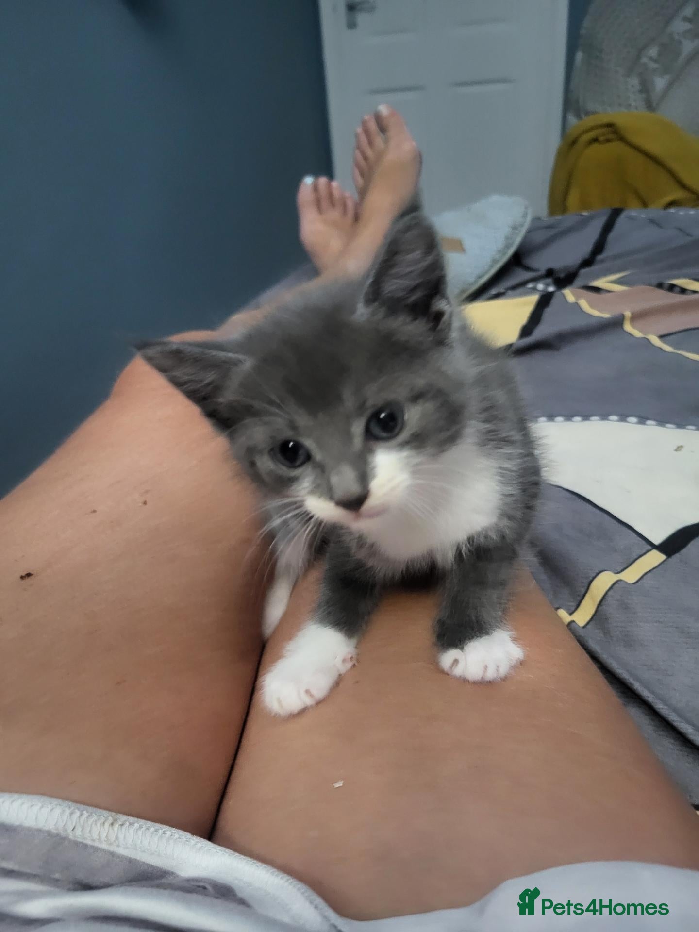Mixed Breed cats Beautiful grey kittens  - Advert 1
