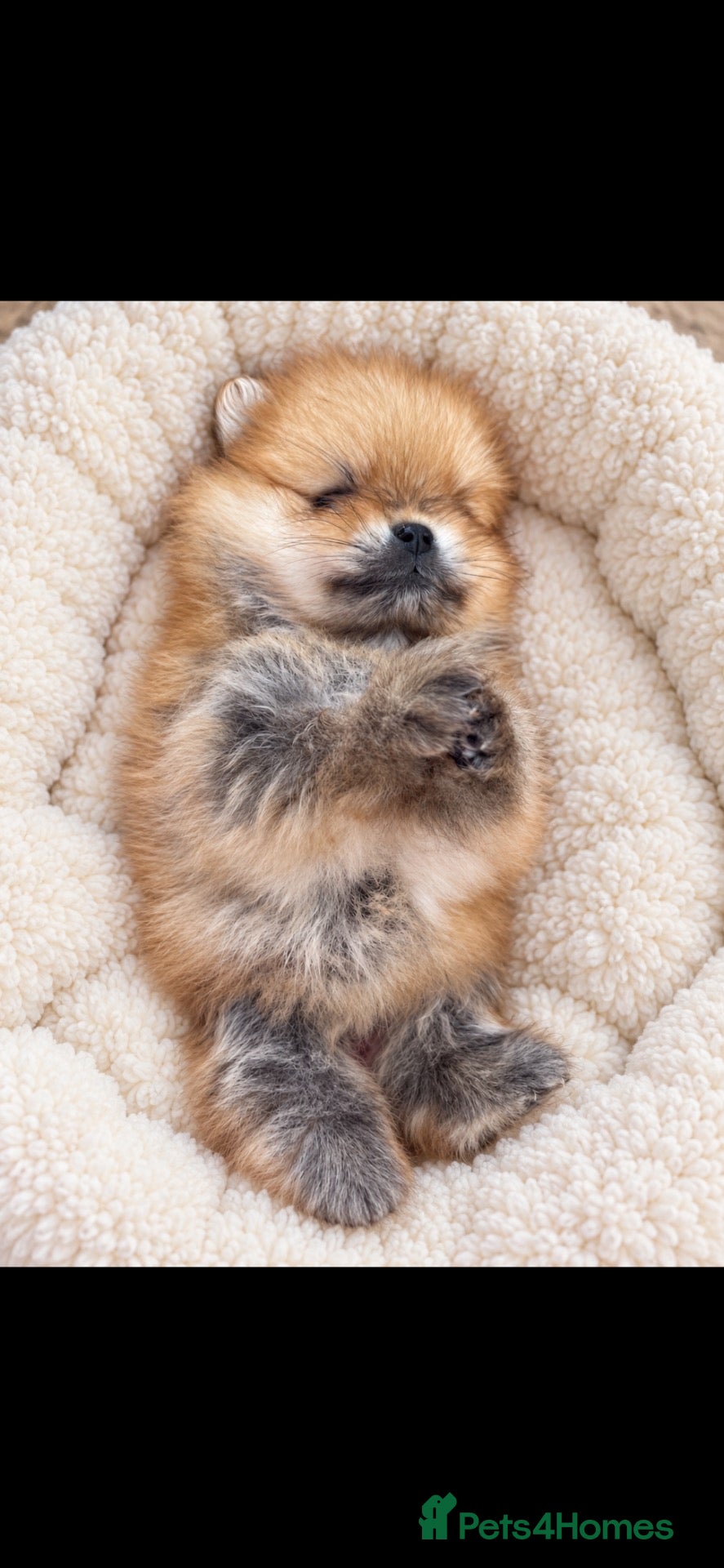 Pomeranian dogs Pomeranian puppy’s  - Advert 12