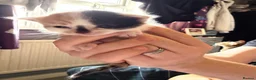 Mixed Breed cats for sale: Beautiful fluffy kittens for sale  - Advert 4