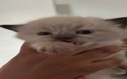 Siamese cats for sale: 3 kittens and one older cat  - Image 4