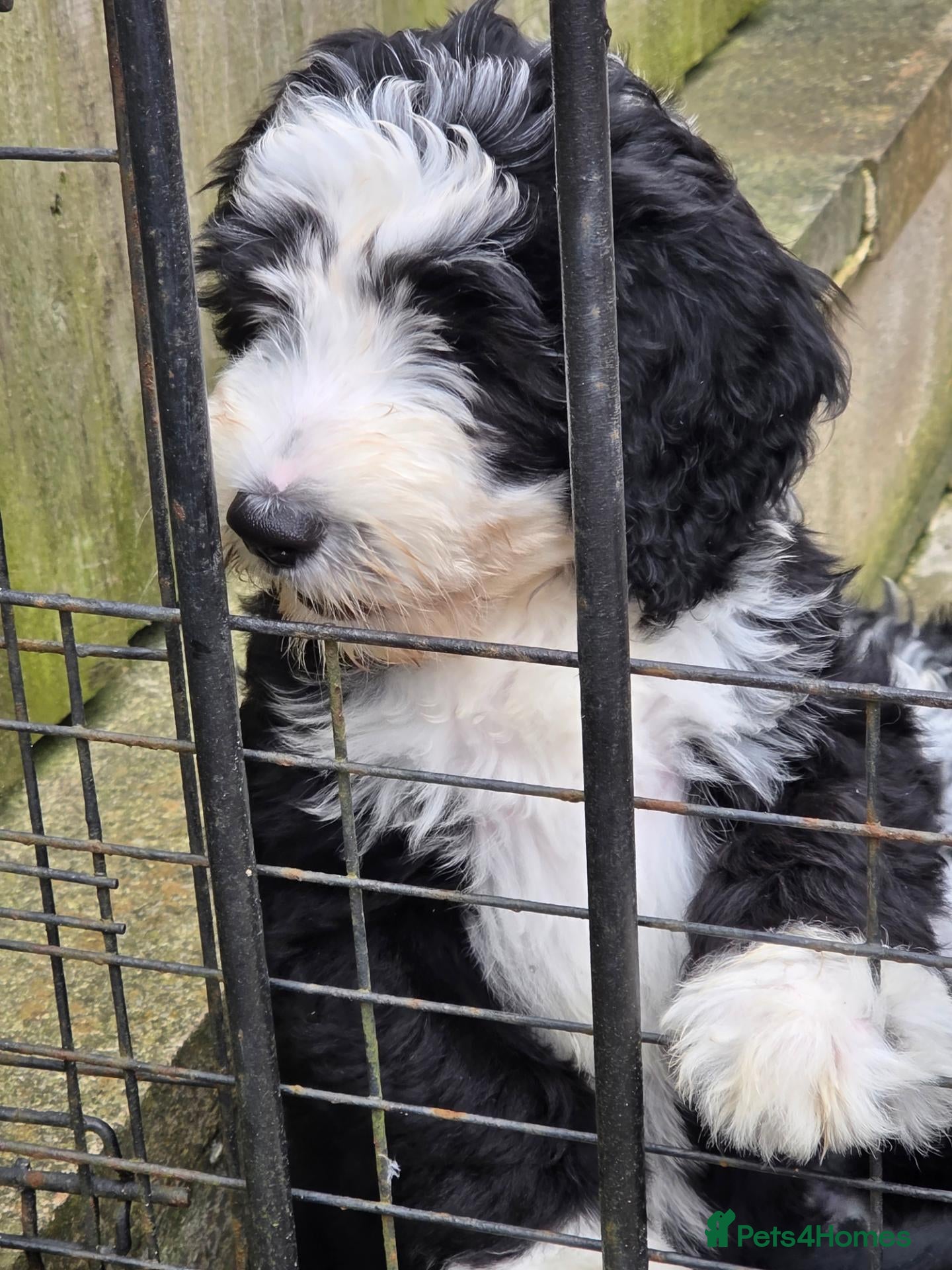 Old English Sheepdog dogs ONE HANDSOME MALE SHEEPADOODLE AVAILABLE  - Advert 2