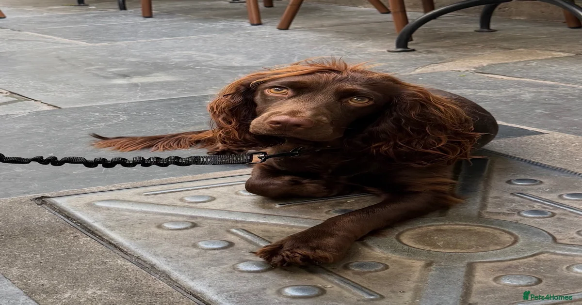 Dogs Puppies for sale | Pets4Homes