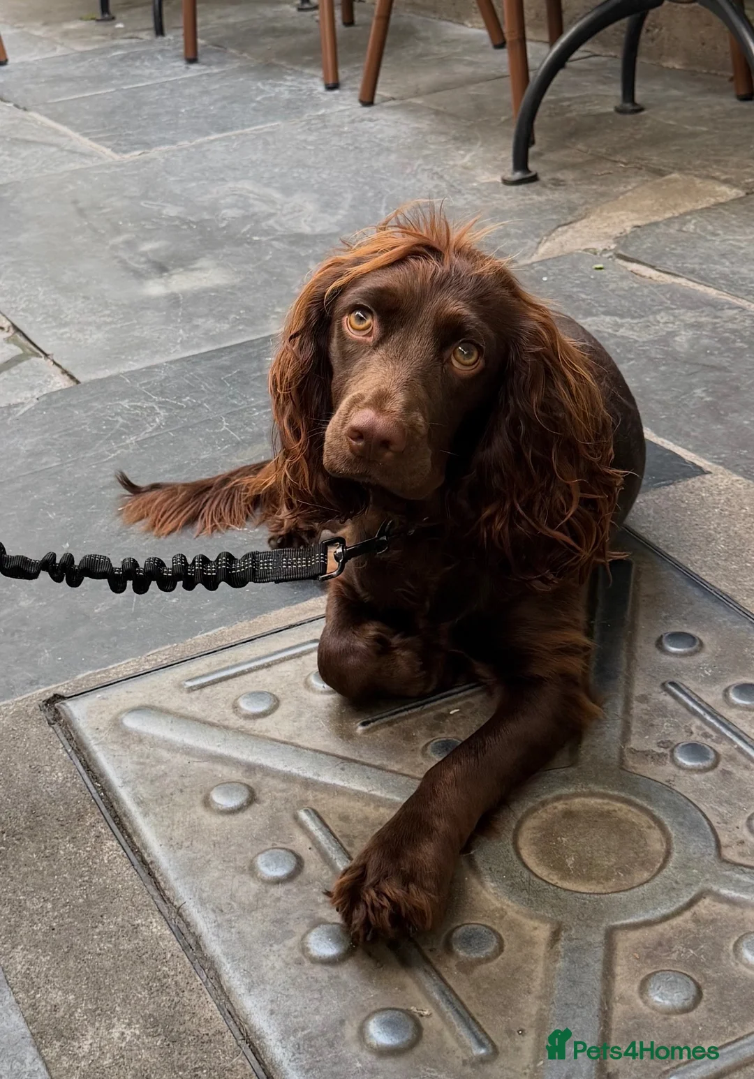 Cocker Spaniel dogs for sale: KC REGISTERED WORKING COCKER SPANIEL PUPPIES in Solihull - Advert 1