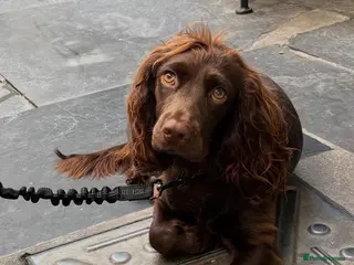 Cocker Spaniel dogs KC REGISTERED WORKING COCKER SPANIEL PUPPIES - Advert 1
