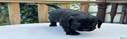 Cocker Spaniel dogs for sale: Working cocker spaniel puppies for sale - Advert 15