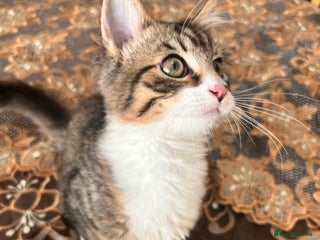 British Longhair cats ONLY 1 LEFT Very Attached Fluffy Kittens for Sale - Advert 5