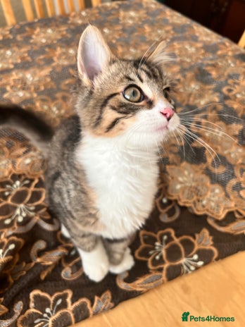 British Longhair cats ONLY 1 LEFT Very Attached Fluffy Kittens for Sale - Advert 2