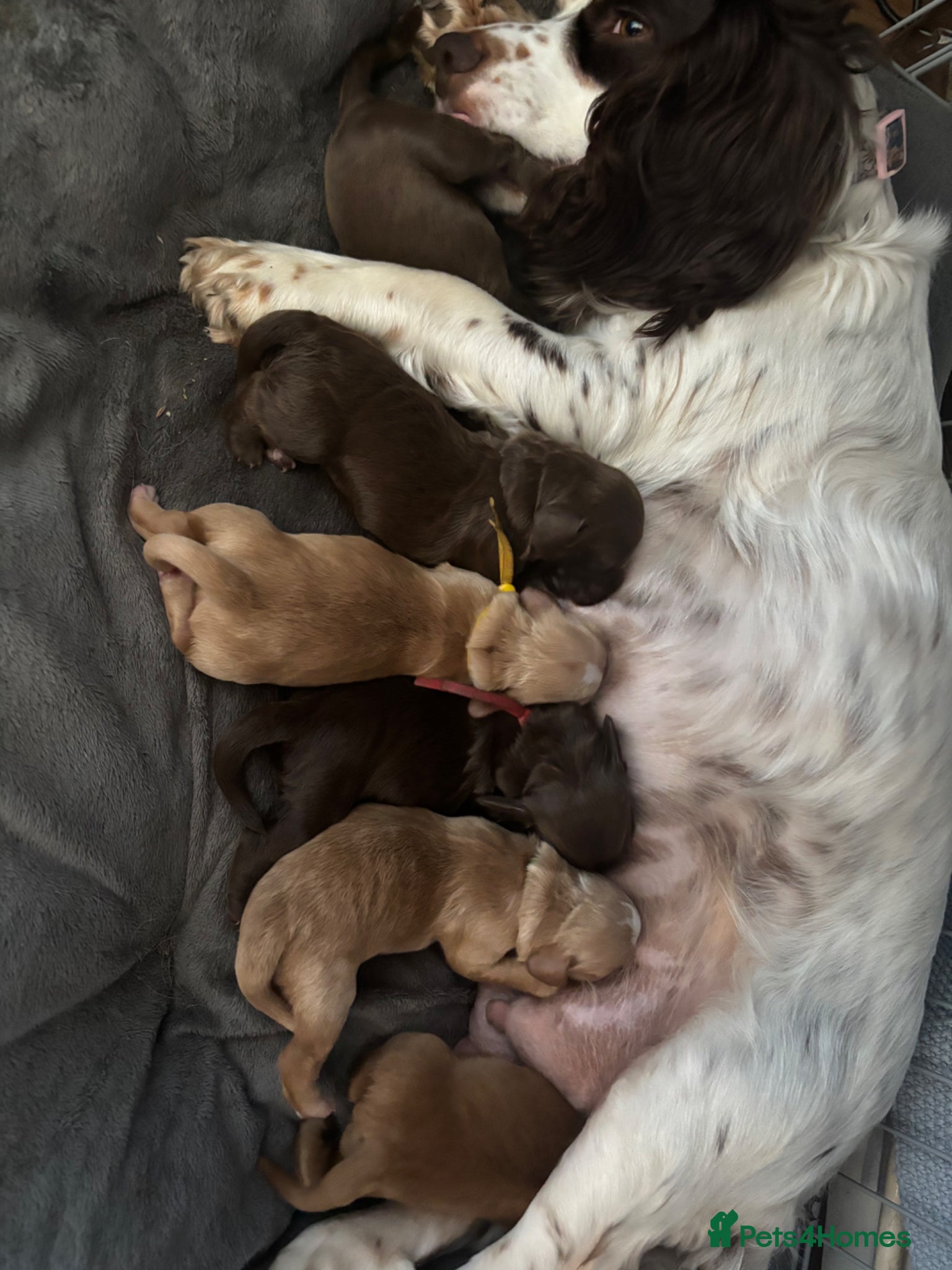 Cocker Spaniel dogs Chucky Spaniel Pups  - Advert 3