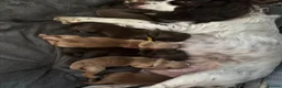 Cocker Spaniel dogs for sale: Chucky Spaniel Pups  - Advert 1