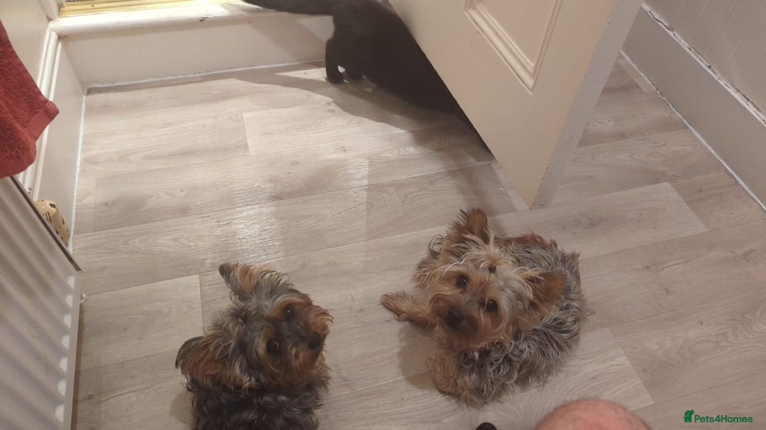 Yorkshire Terrier dogs for sale: Little boy  - Image 7