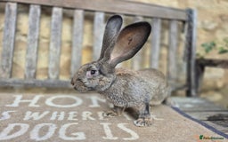 Continental Giant rabbits for sale: Pure Continental Giant Vaccinated  - Image 5