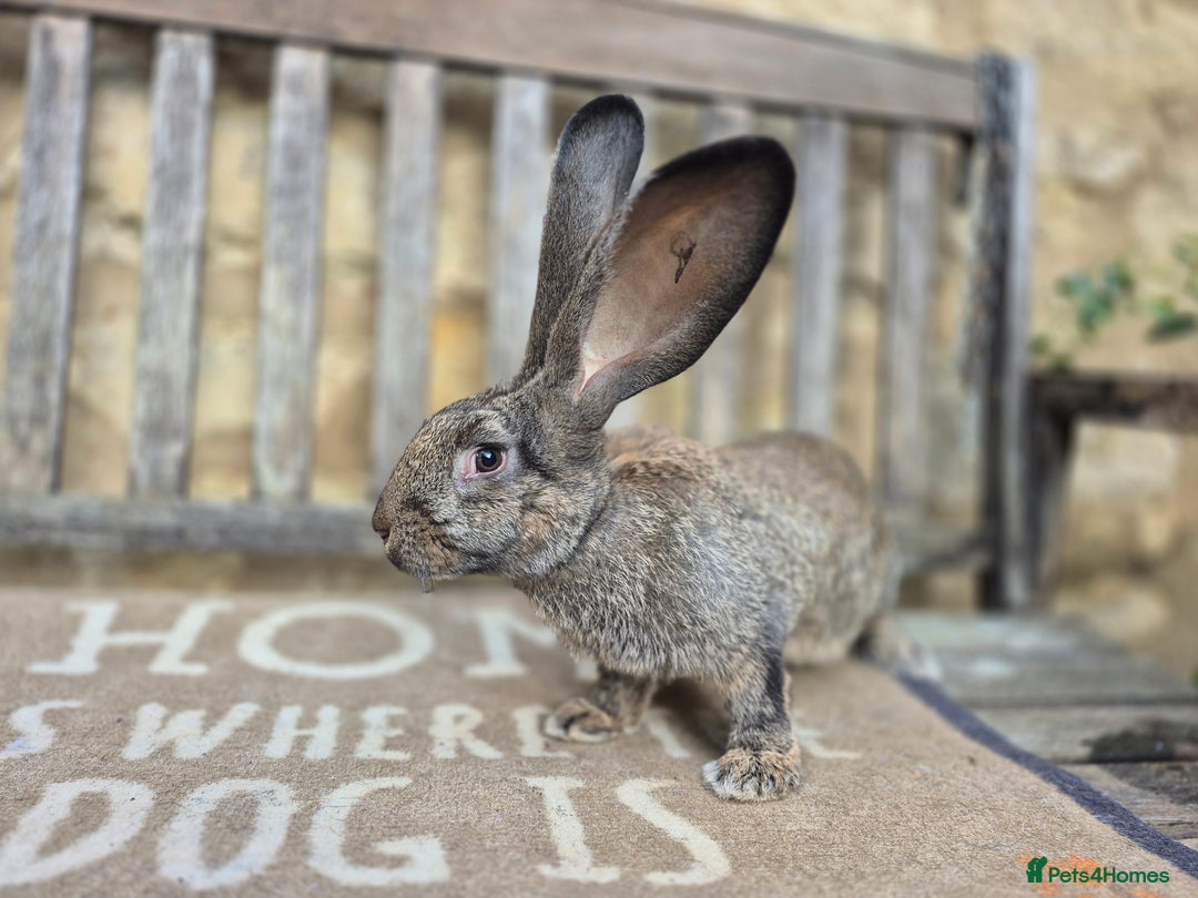 Continental Giant rabbits for sale: Pure Continental Giant Vaccinated  - Image 5