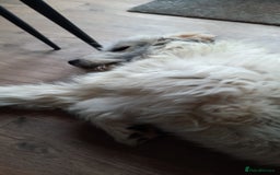 Mixed Breed dogs for adoption: Meet VICTOR - a superb big boy, for a Loving Home - Image 20
